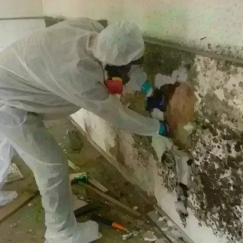 Mold Remediation and Removal in Collierville, TN